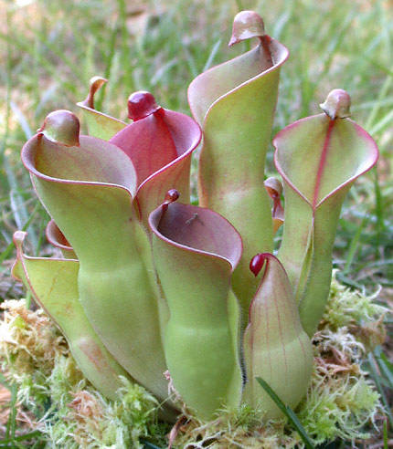 Pitcher Plant