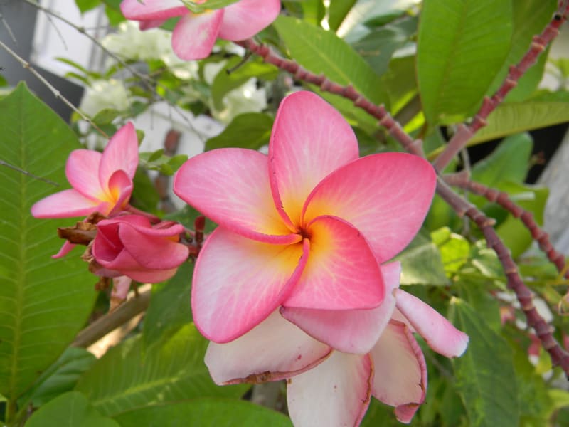 5 Fascinating Facts About Plumeria: The Fragrant Beauty