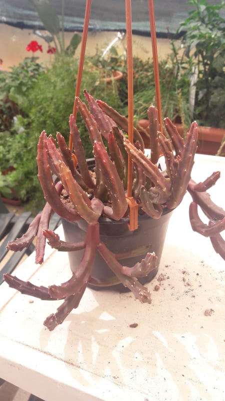 Stapelia Schinzii var. Angolensis