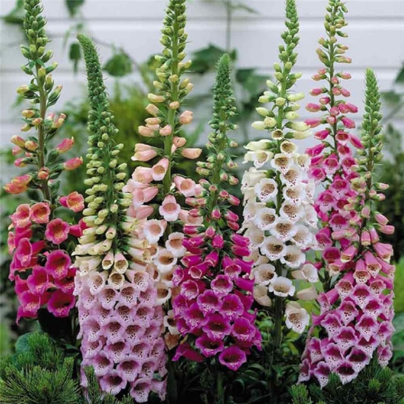 Digitalis (Foxglove)