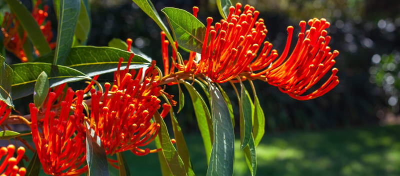 Stroll through the Royal Botanic Garden and learn about the plant species native to Australia