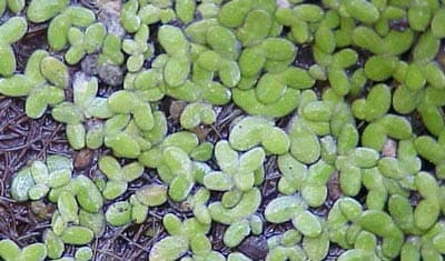 Small duckweed
