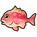 Pink Snapper