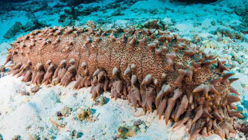 Sea cucumber