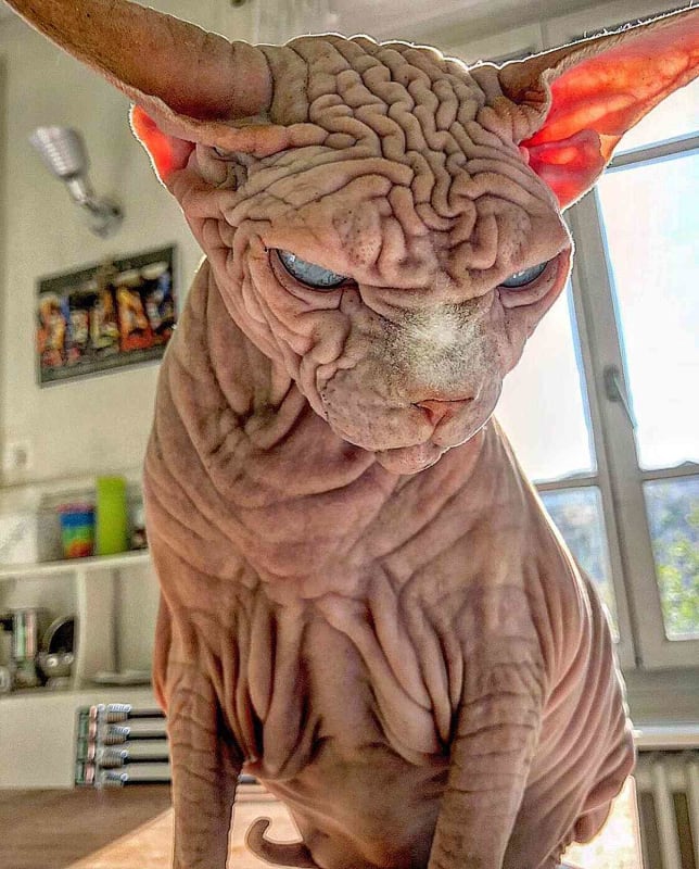Sphynx cat