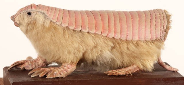Pink fairy armadillo