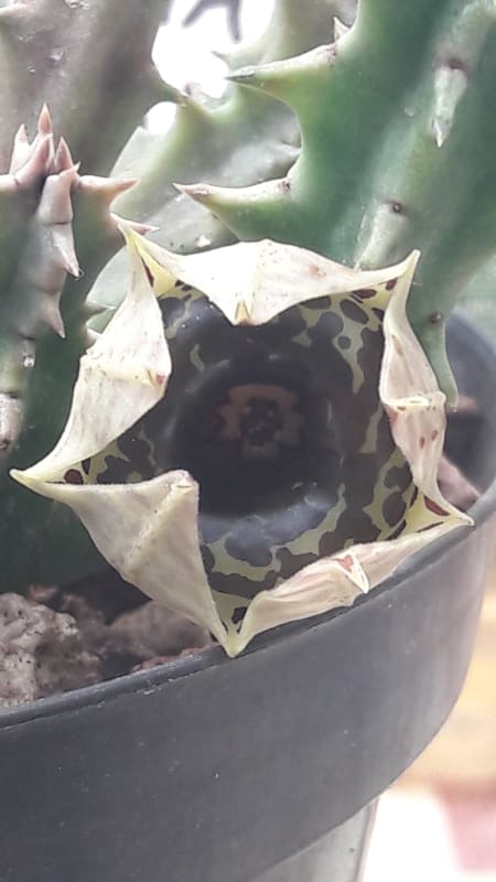 Stapelia Cuttings