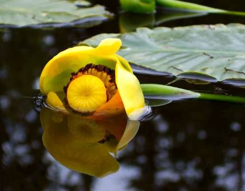 Spatterdock