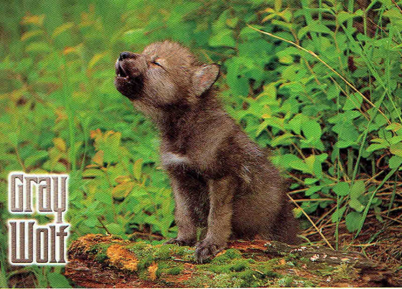 Gray Wolf Pup