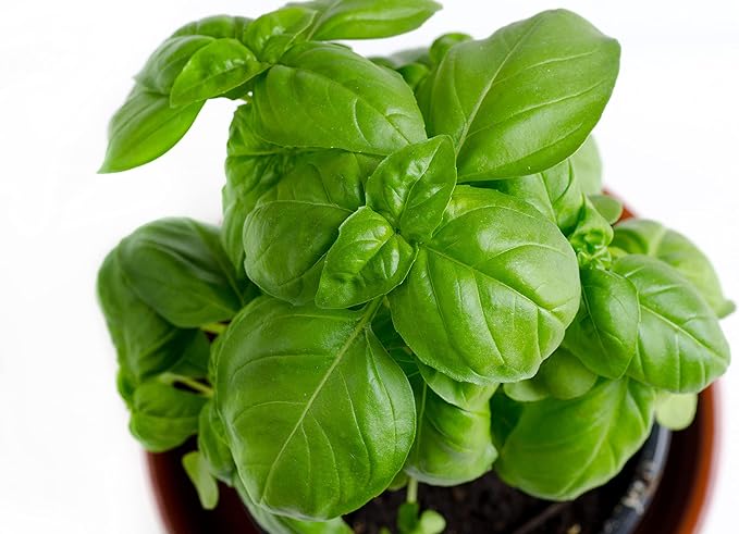 Basil