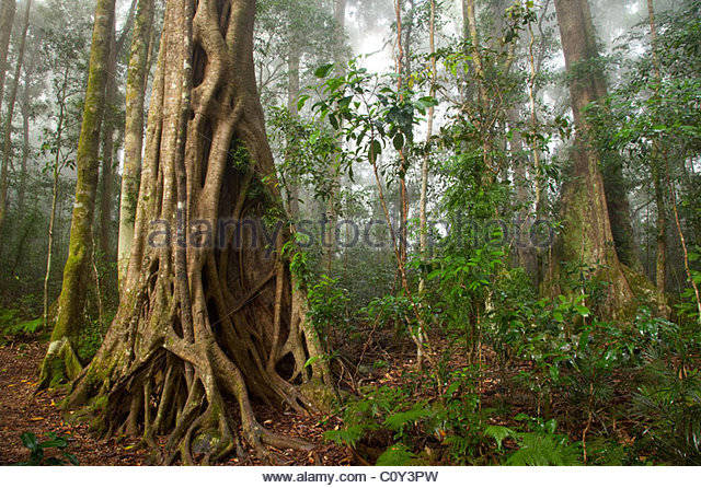 Binna Burra to Green Mountains (O’Reilly’s)