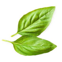 Basil