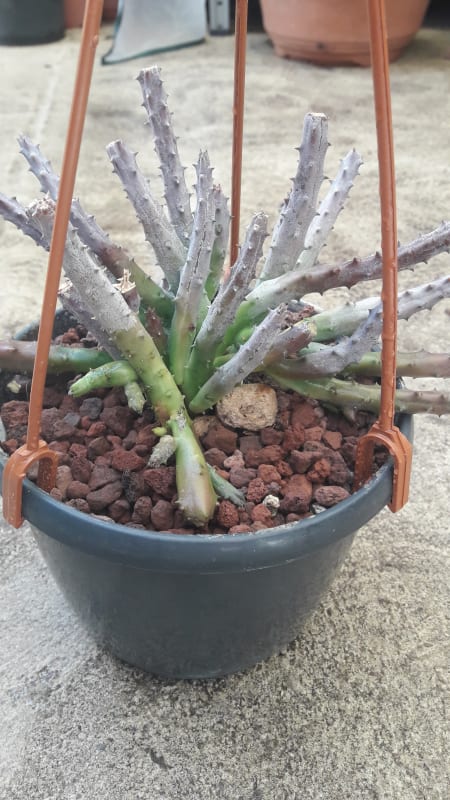 Huernia Pendurata