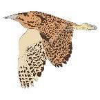 Bittern 4