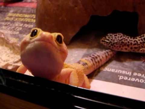 Gecko