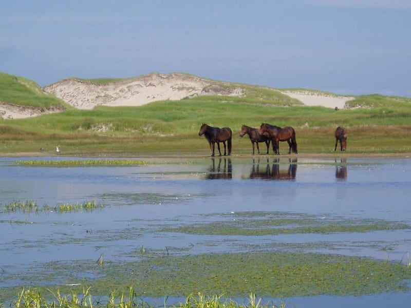 Sable Island National Park Reserve
