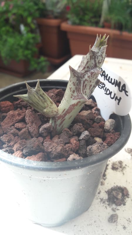 Caralluma Hesperidum