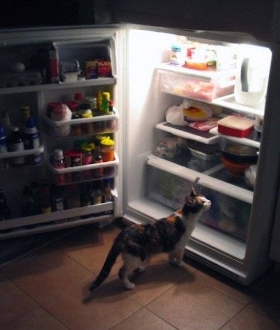 Food, special diet for kittens