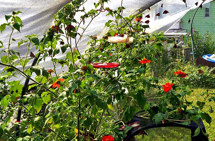 Bear Mountain Butterfly Sanctuary