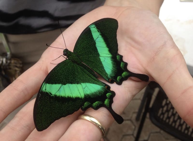 Butterfly House San Antonio Zoo