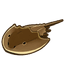 Horseshoe Crab