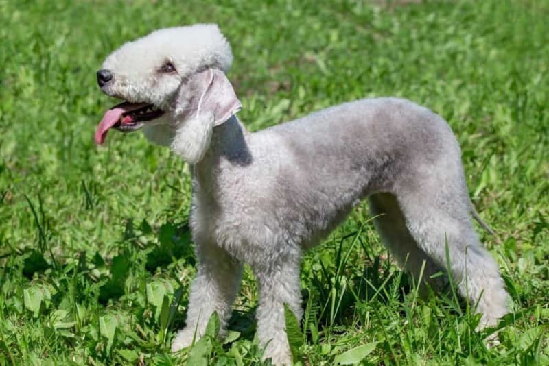 Bedlington terriers