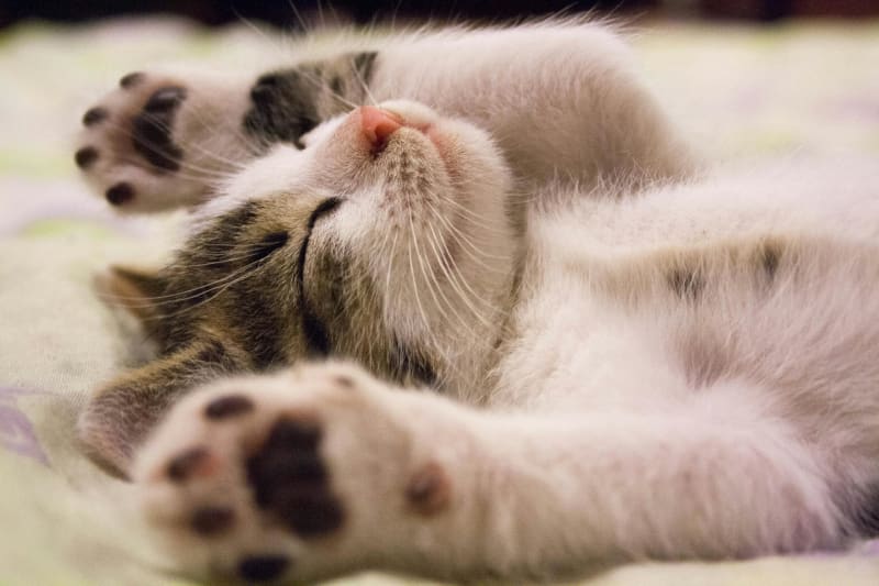 5 Common Cat Diseases and How to Prevent Them