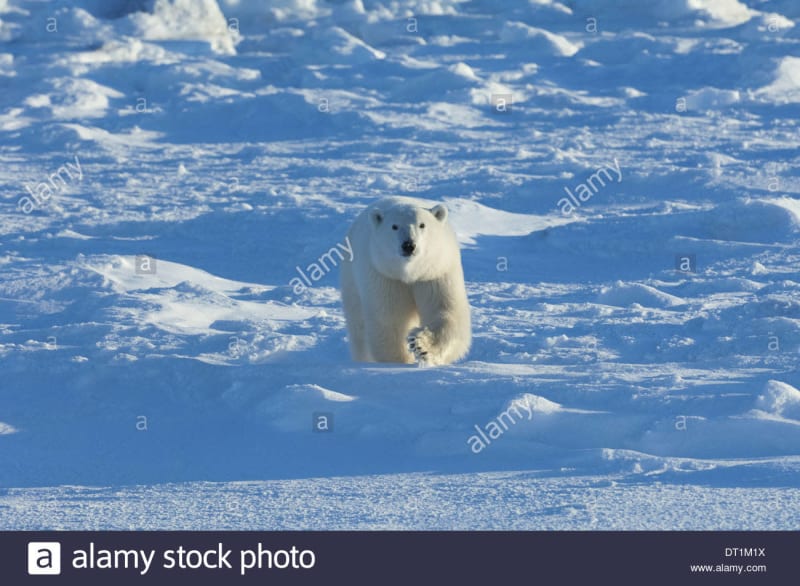 Wapusak National Park