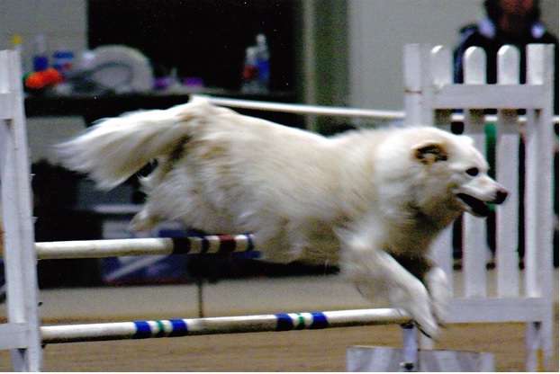 Packing List for Agility/Obedience Trial