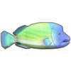 Hump Head Wrasse