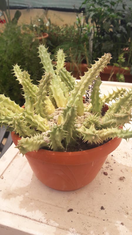 Huernia Macrocarpa
