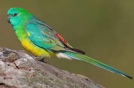 Red-rumped Parrot