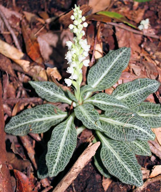 Rattlesnake Orchid