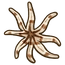 Eight-armed Starfish