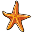 Common Starfish