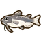 Catfish