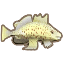 ブチハンドフィッシュ