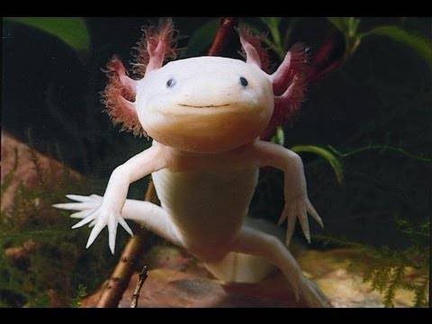 Axolotl