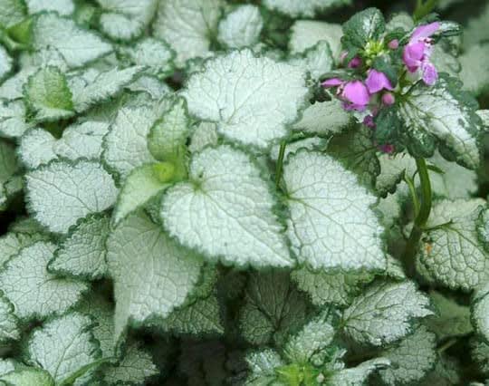 Lamium maculatum (Dead nettle)