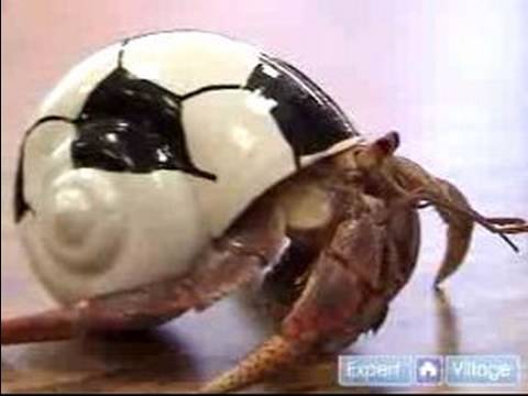 Hermit Crabs