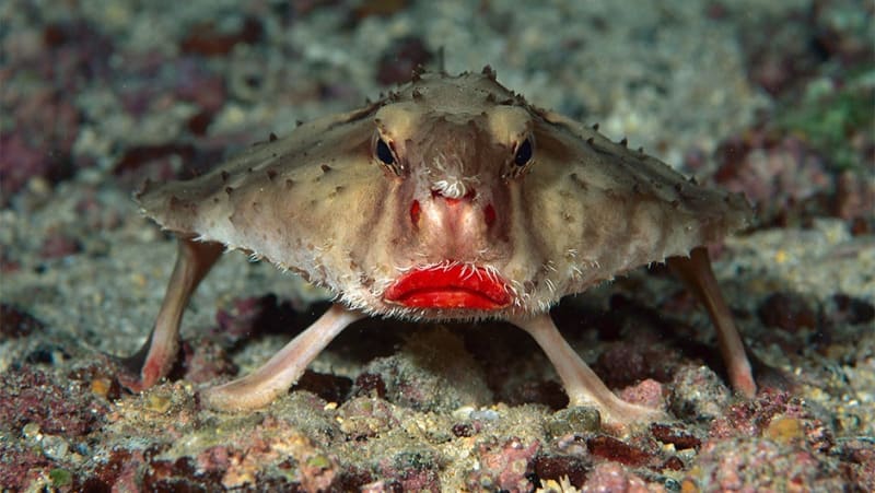 Red-lipped batfish