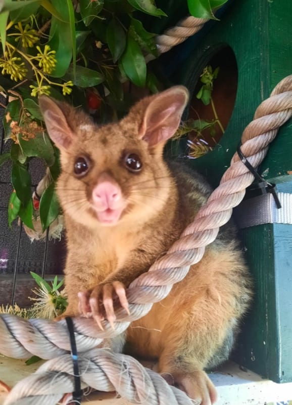 Volunteer at a wildlife rescue and rehabilitation center and help care for injured animals.