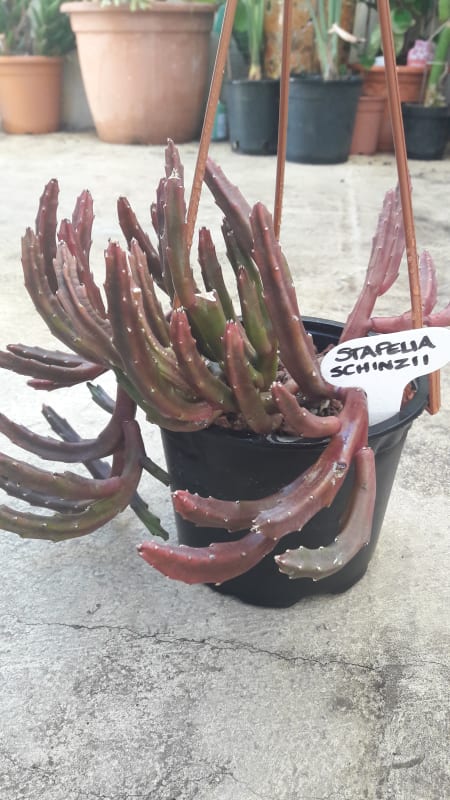 Stapelia Schinzii var. Angolensis