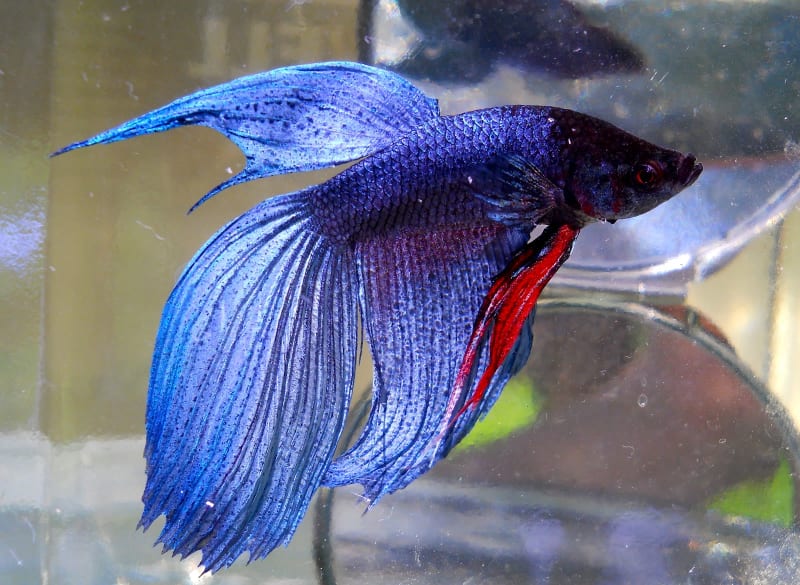 Betta