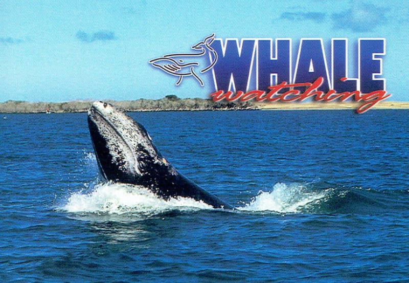 Whale Watching