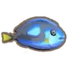 Blue Tang