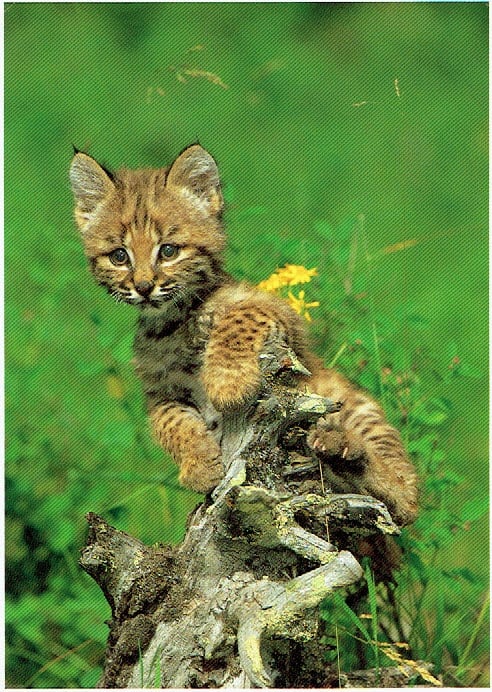 Bobcat Kitten