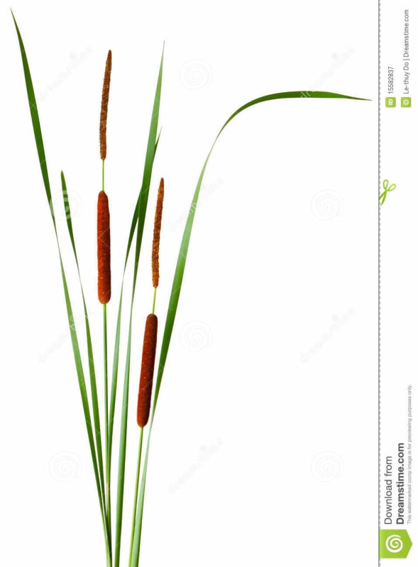 Cattail