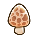 Morel