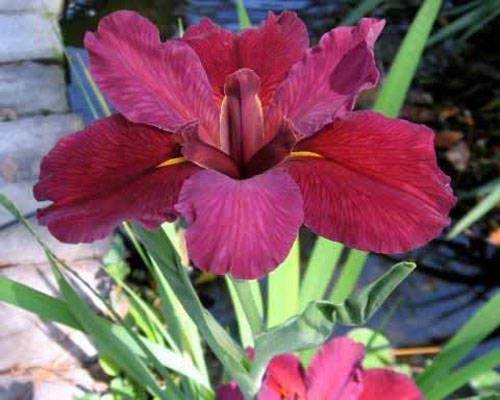 Louisiana Iris